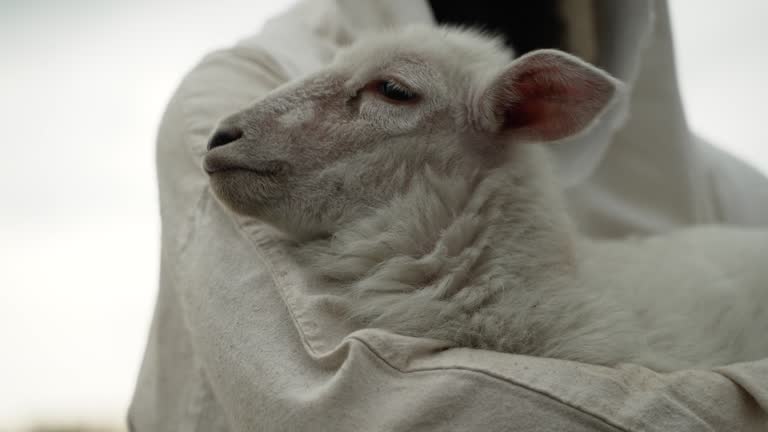 Shepherd Holding A Baby Lamb