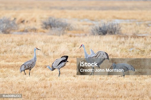 istock Two pairs of Sandhill cranes dancing during mating rituals in Monte Vista, Colorado USA 1440085233