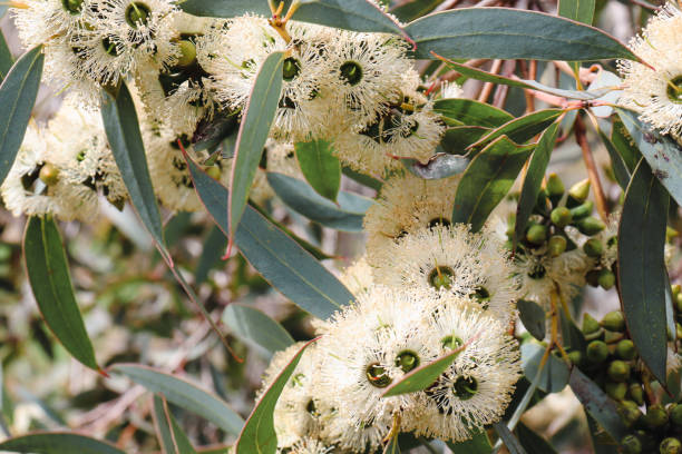 istock full frame of white eucalyptus flowers in bushland 1440086377