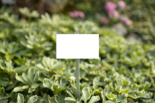 Empty plant label billboard in herbs pot. Fresh eco nature plant growing in the herb garden. Summer natural organic healthy food.Empty mockup template Blackboard label at farm land. Copy space banner for your text.