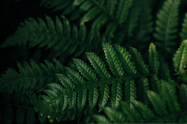 grüne blätter farn tropischer regenwald laub pflanzenmuster hintergrund , nahaufnahme - fern leaf plant close up stock-fotos und bilder