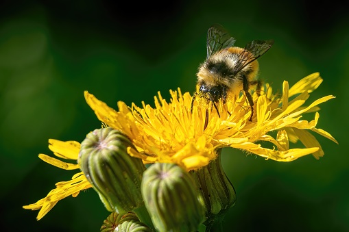 A healthy bumblebee collects pollen from a vegetable and herb garden