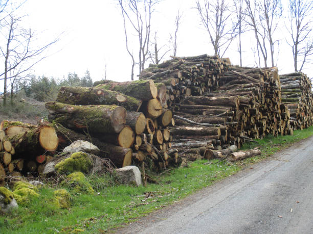 istock Wood cut in a forest for heating 1440093798