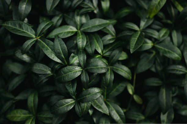 istock Foliage of nature leaf in dark green with rain water drop on texture, abstract pattern nature background. 1440094096