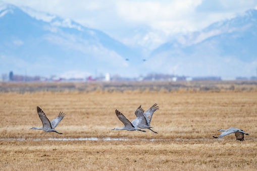 Migrating Sandhill cranes flying to a favorite eating area at Monte Vista, Colorado, USA