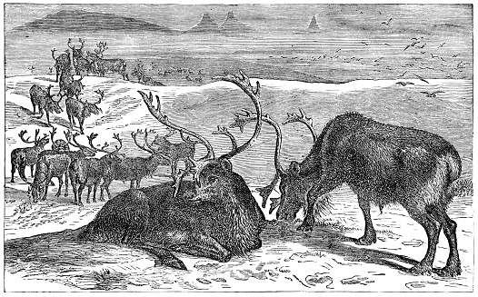 Herd of reindeer or caribou in the Northwest Territories, Canada. Vintage etching circa 19th century.