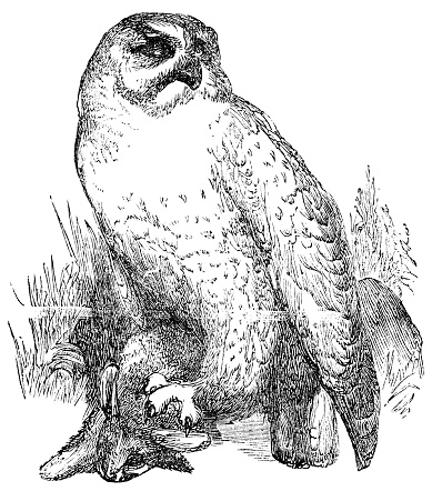 Snowy Owl bird (Bubo scandiacus). Vintage etching circa 19th century.