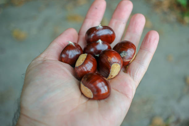 istock I am holding chestnuts in my hand 1440095273