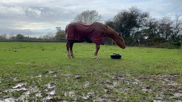 istock Horses in the rain 1440096205