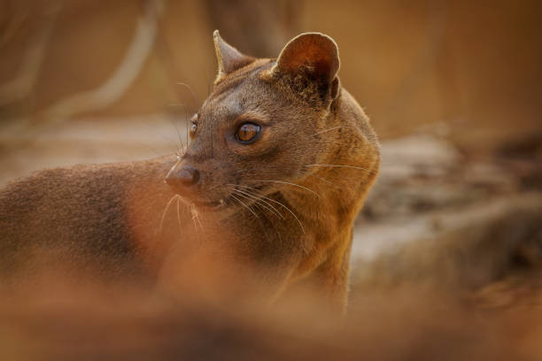 Fossa - Cryptoprocta ferox long-tailed mammal endemic to Madagascar, family Eupleridae, related to the Malagasy civet, the largest mammalian carnivore and top or apex predator on Madagascar stock photo