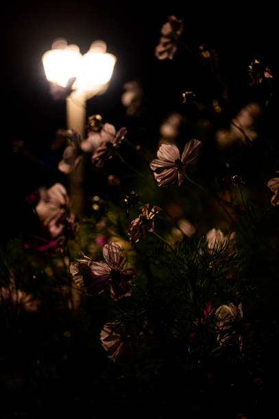 istock Vibrant blooming Cosmos flowers illuminated by lantern light at night 1440098501