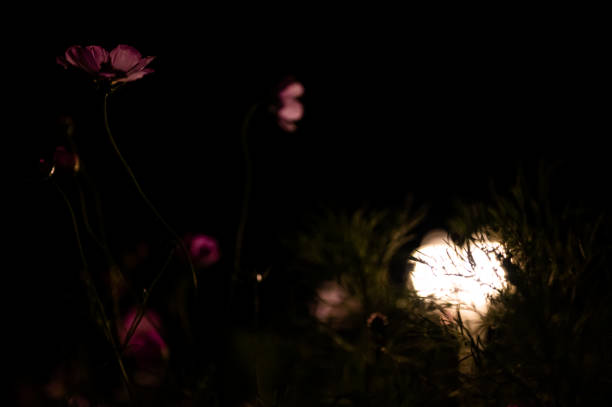 istock Vibrant blooming Cosmos flowers illuminated by lantern light at night 1440098512