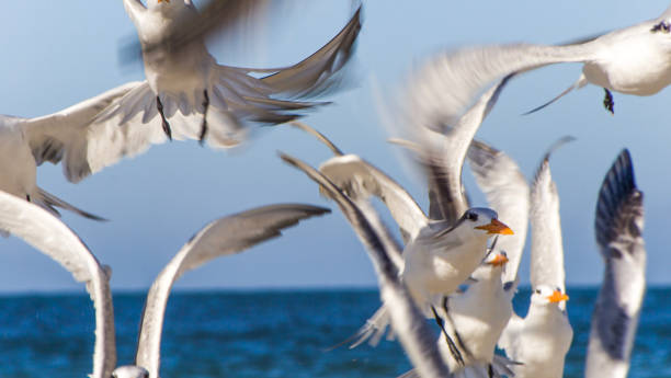 Tern Airborne Fill Frame Common Tern in Flight filling frame longboat key stock pictures, royalty-free photos & images