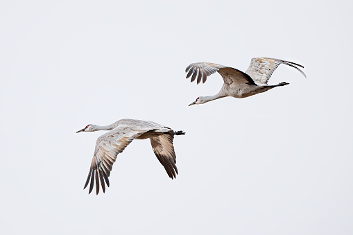 Migrating Sandhill crane pair flying to a favorite eating area at Monte Vista, Colorado, USA
