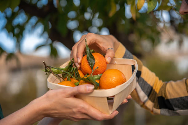 Ripe orange tangerine or mandarin in pile in wooden basket. Eco garden with citrus trees. stock photo