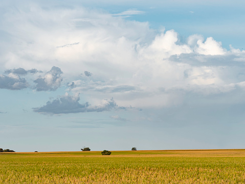 Wheat fields with little trees and clouds
