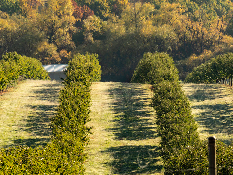 An early morning view in autumn of a row in the peach orchard