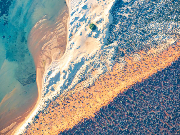 Aerial view of single tree on sand bar stock photo