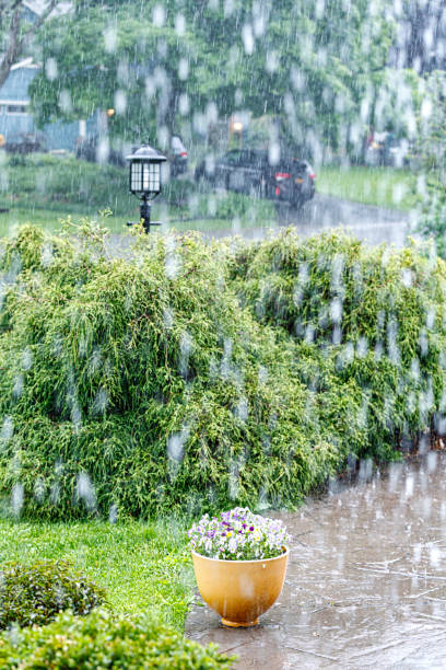 istock Drenching Downpour Rain Water Splashing Potted Flowers 1440101443