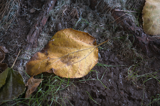 mulberry tree leaves falling to the ground in autumn