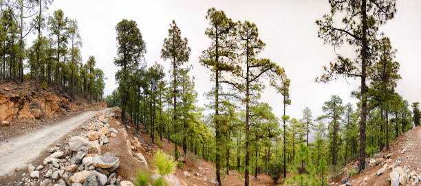 돌이 있는 소나무 숲, 파노라마, 테네리페, 카나리아 제도 - nevada pine tree autumn landscape 뉴스 사진 이미지