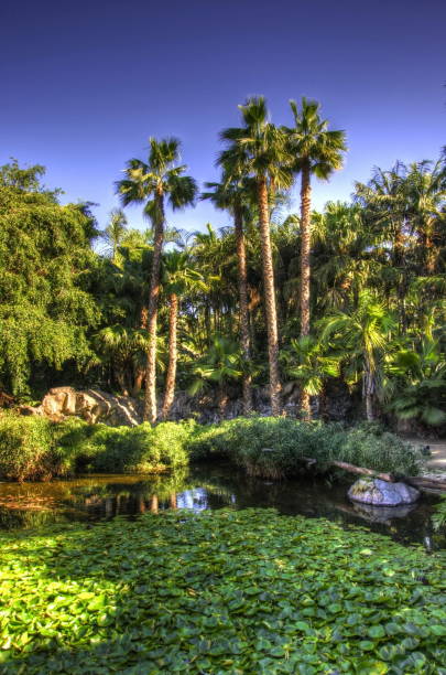 istock Lake with waterlilies, Tenerife, Canarian Islands 1440103533