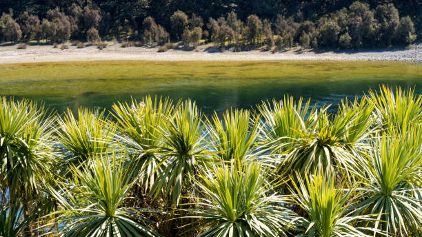 Looking over cabbage trees and the Waiau river to the Kepler Track.