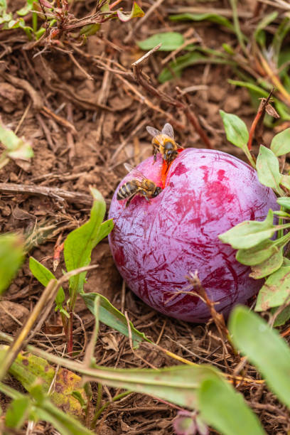 Fruit of Prunus domestica on the ground, being eaten by bees.