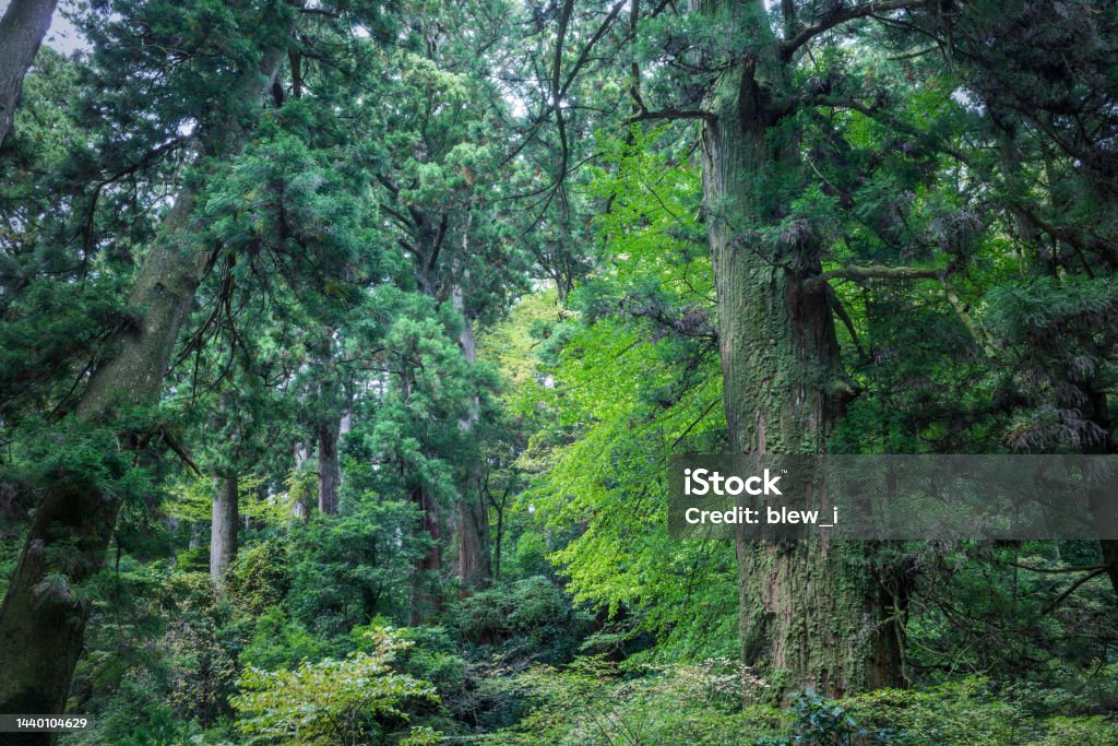 Deep Rural Area Trees Big Trees In Deep Forest Stock Photo - Download Image Now - Backgrounds ...