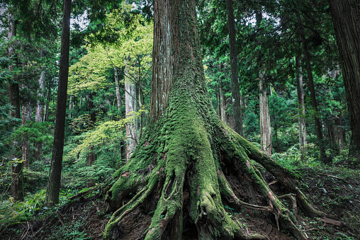 Big trees in deep forest. Minamiashigara Town, Kanagawa Prefecture.