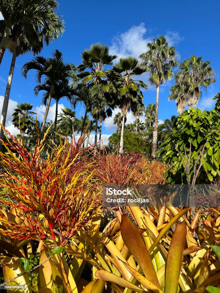 Blooming Bromeliads Spectacular colors of flowering bromeliads on a sunny afternoon in Hawaii Bromeliad Stock Photo