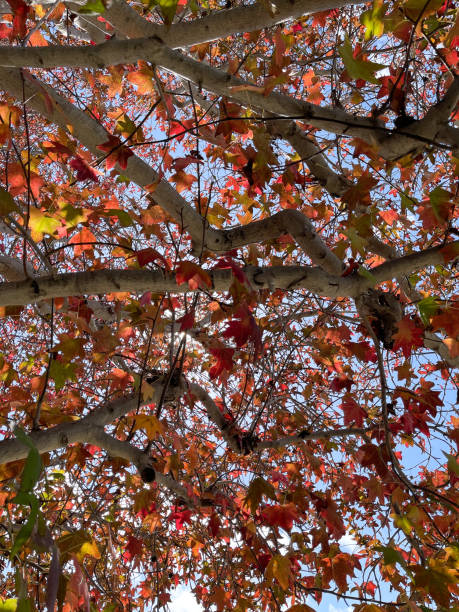 istock Colorful Fall Foliage - Color Portrait Format 1440107085