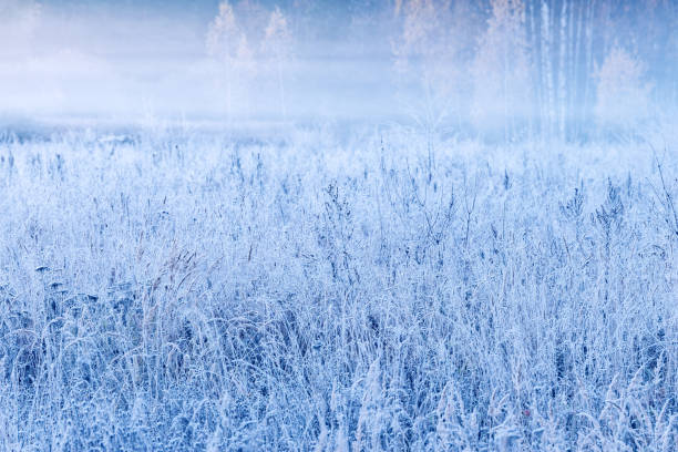 istock Fog above the meadow at autumn morning. 1440107830
