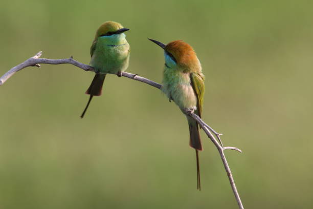 istock green bee-eater (Merops orientalis) pair sitting on dry  branch 1440107888