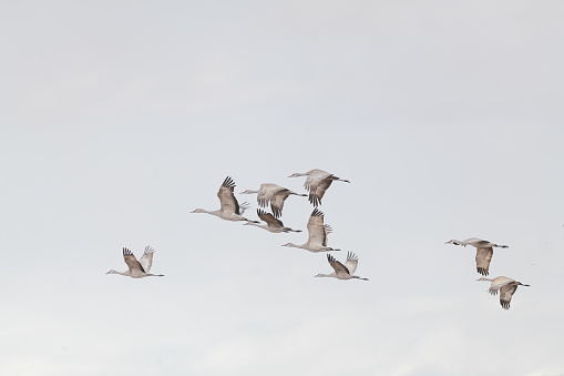 Flock of Sandhill crane migrating south but stopping first at Monte Vista wildlife refuge in Colorado USA