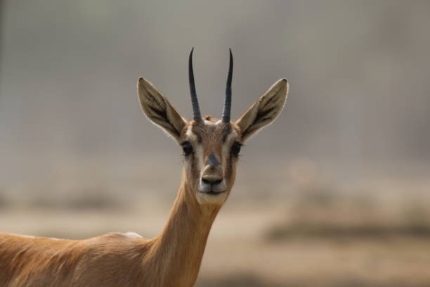 istock Beautiful deer in the nature deer close up 1440108943