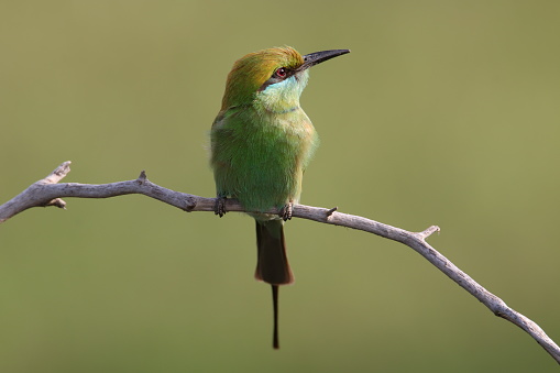 Asian green bee-eater (Merops orientalis) sitting on dry  branch