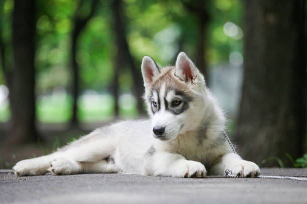 istock Siberian Husky puppy in the park 1440111620