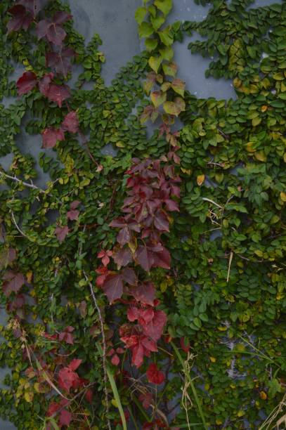 istock ivy with different autumn colors 1440113990