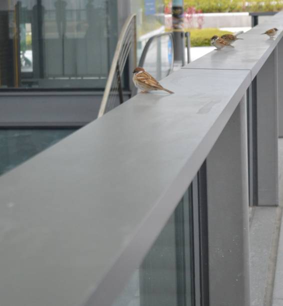 istock Sparrow on the fence 1440114213