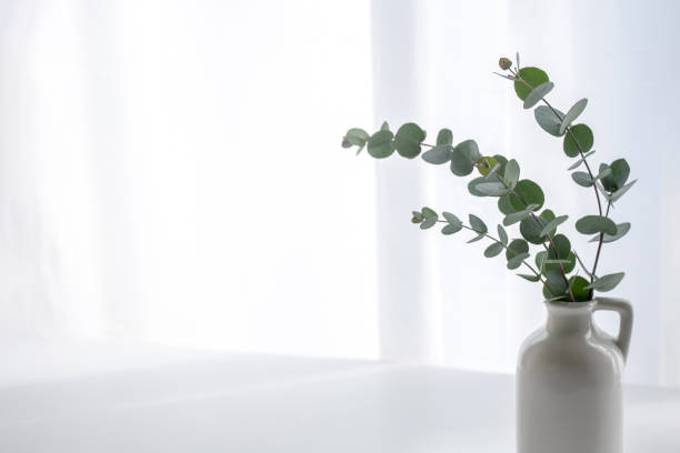 istock Plants decorated by the window where light shines 1440115208