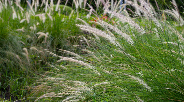 istock Fountain grass or pennisetum alopecuroides 1440118272
