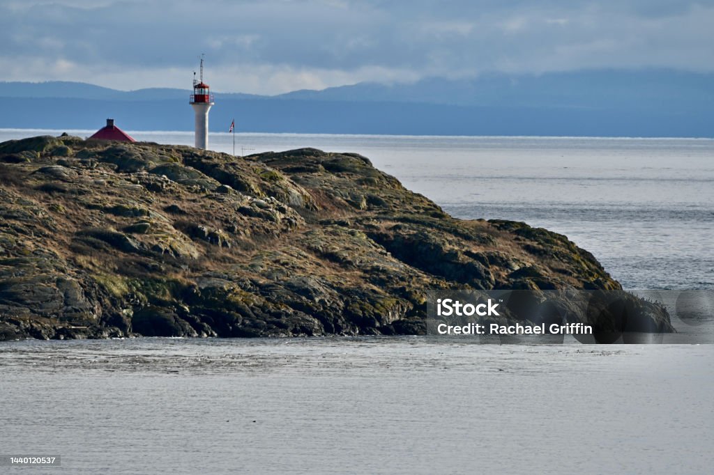 Killer Whales Trial Island, BC Animal Stock Photo