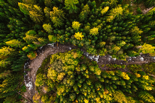 Aerial top view of green autumn trees in forest in Slovakia. Drone photography. Rainforest ecosystem and healthy environment concept. Mountain river