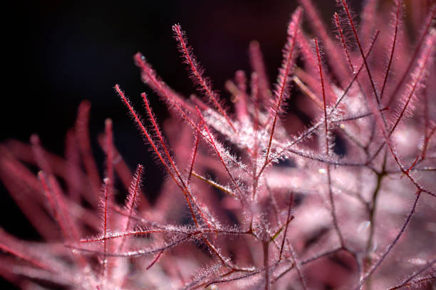 Early morning frost melting on Smoke Bush flowers Frost on Smoketree or Smoke bush flowers. Early morning light is melting light frost that has formed on the misty pink clouds of flowers of a smoke bush. Fragile fluffy pink and purple puffs of flowers. smoke bush blooming stock pictures, royalty-free photos & images