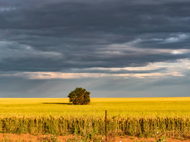 istock Sunset on wheat field and storm clouds 1440123047