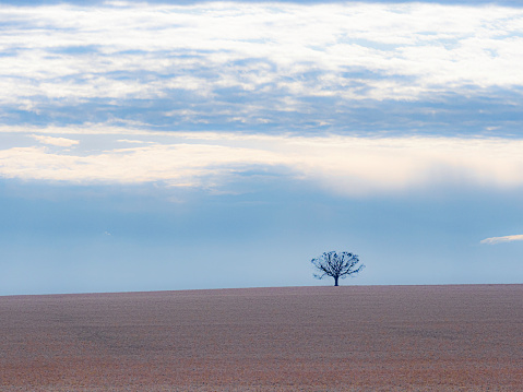 Single tree in dirt field in rural Victoria