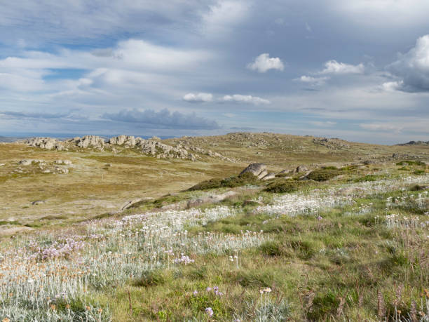istock Wildflowers in high country 1440123115