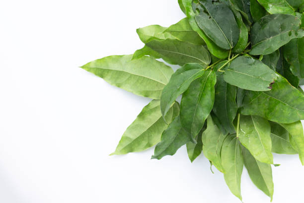 istock Fresh tiliacora triandra green leaves 1440123950