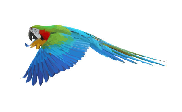 попугай - parrot multi colored bird perching stock illustrations